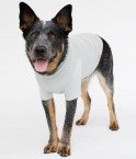 EMF Protective Dog Coat Blokka Amberley